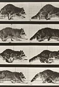 Raccoon Walking (1887)